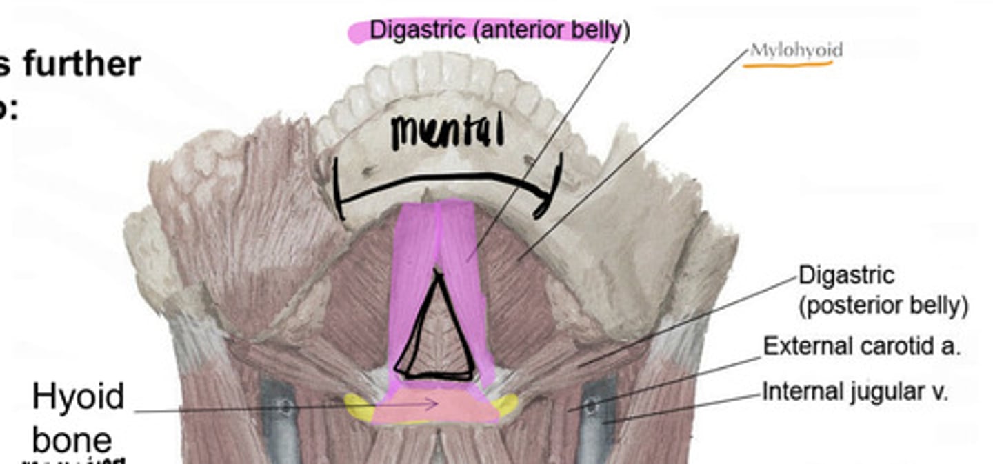 <p>submental lymph nodes</p>