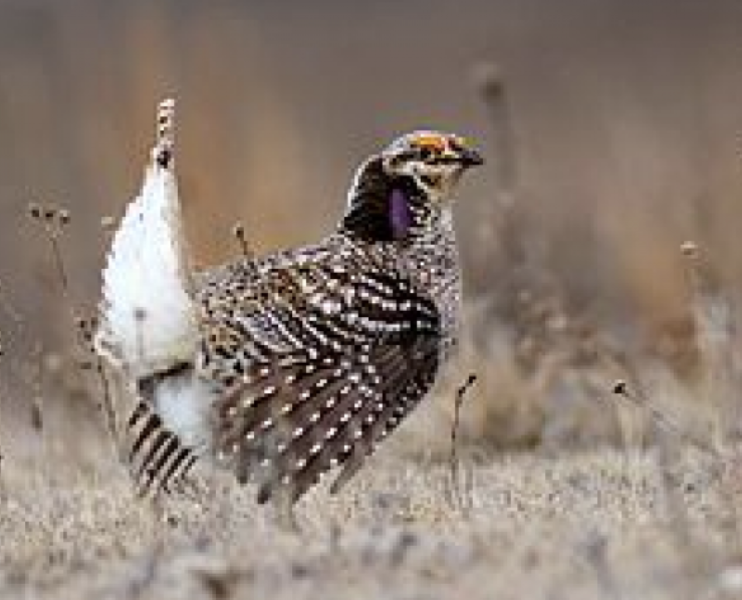 <p><span><span>sharp-tailed grouse, prairie chicken</span></span></p>