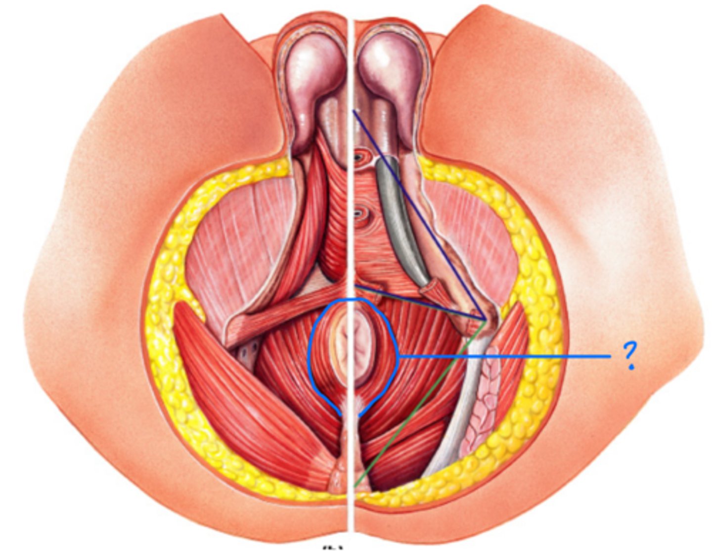 <p>Voluntary muscle of anus</p>