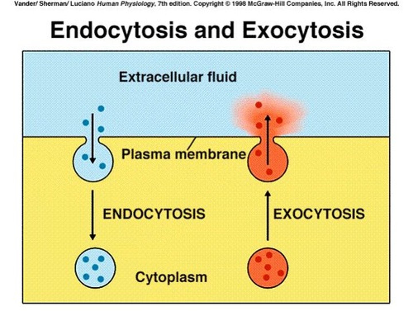 <p>Process of taking in materials via vesicles.</p>