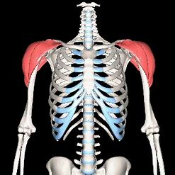 <p>origin: clavicle and scapula</p><p>insertion: tuberosity of <strong>humerus</strong></p><p>function: prime mover of arm abduction (intramuscular injection site)</p>