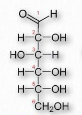 <p>Is this:<br>a. Ribose<br>b. Glucose<br>c. Fructose<br>d. Galactose<br>e. Mannose </p>