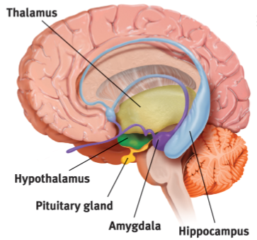 <p>associated with <u>emotions, drives, and memory formation;</u>&nbsp;contains amygdala, hypothalamus, hippocampus, and pituitary gland</p>