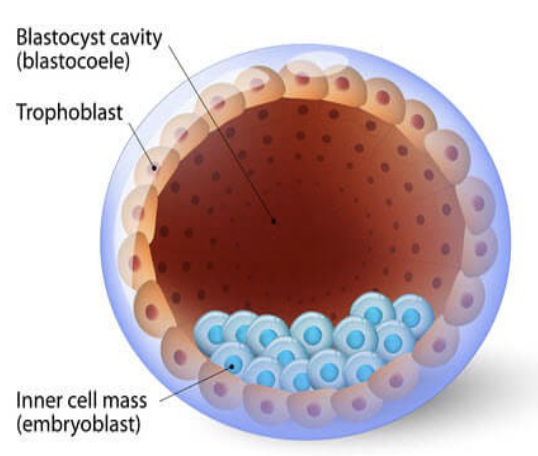 <ul><li><p>late pre-implantation stage embryo</p></li><li><p>hESCs originate from inner cell mass</p></li></ul><p></p>