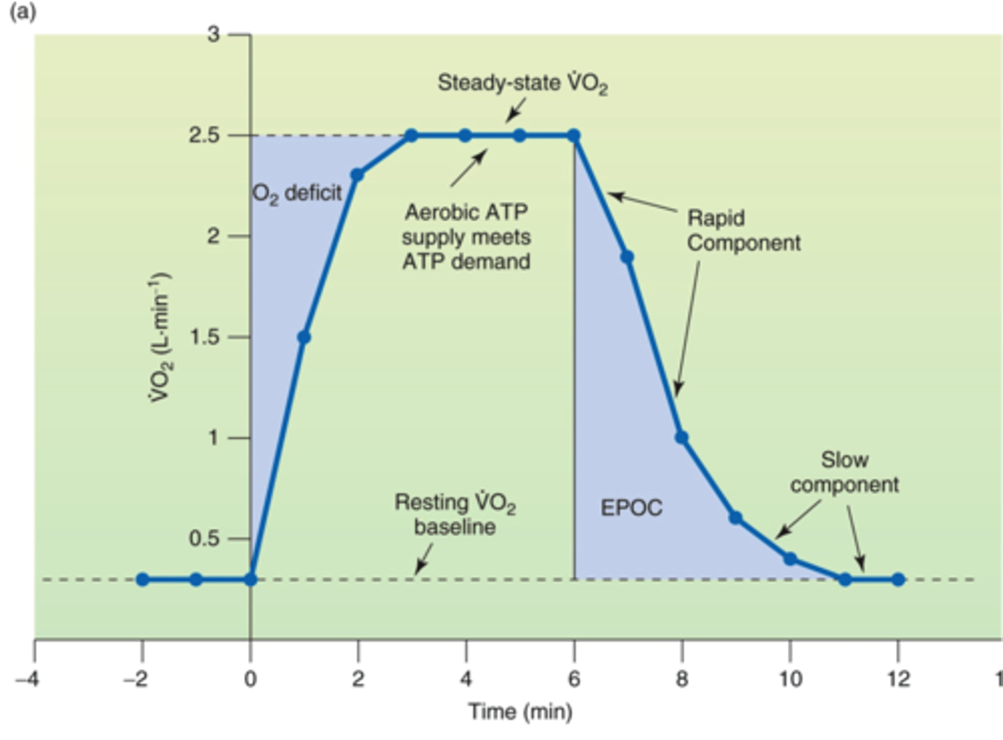 <p>excess post-exercise oxygen consumption; another term for oxygen debt</p><p>what is happening:</p><p>-lactic acid and CO2 removal</p><p>-restore PCr and myoglobin/ Hb O2</p><p>-Q10</p><p>-reestablished RMP</p>