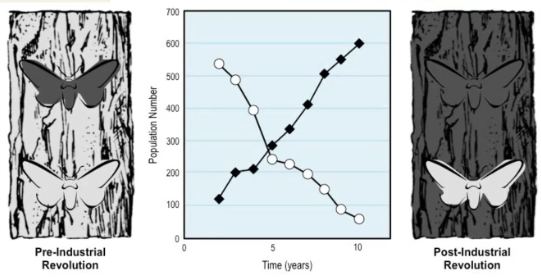 <p>A type of natural selection where one extreme is selected for over another.</p>