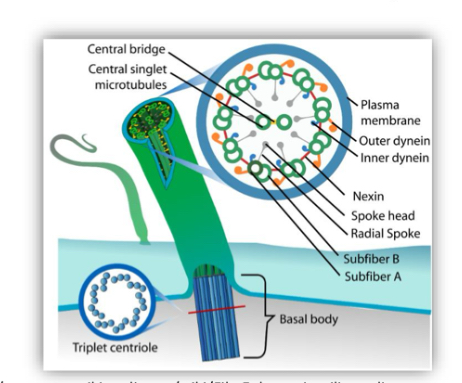 <p>Located at the base of the cilium/flagellum, under</p><p>the plasma membrane.</p><p>• centriole structure</p><p>• innermost part is attached to the cytoskeleton by protein structures called cilliary roots.</p>