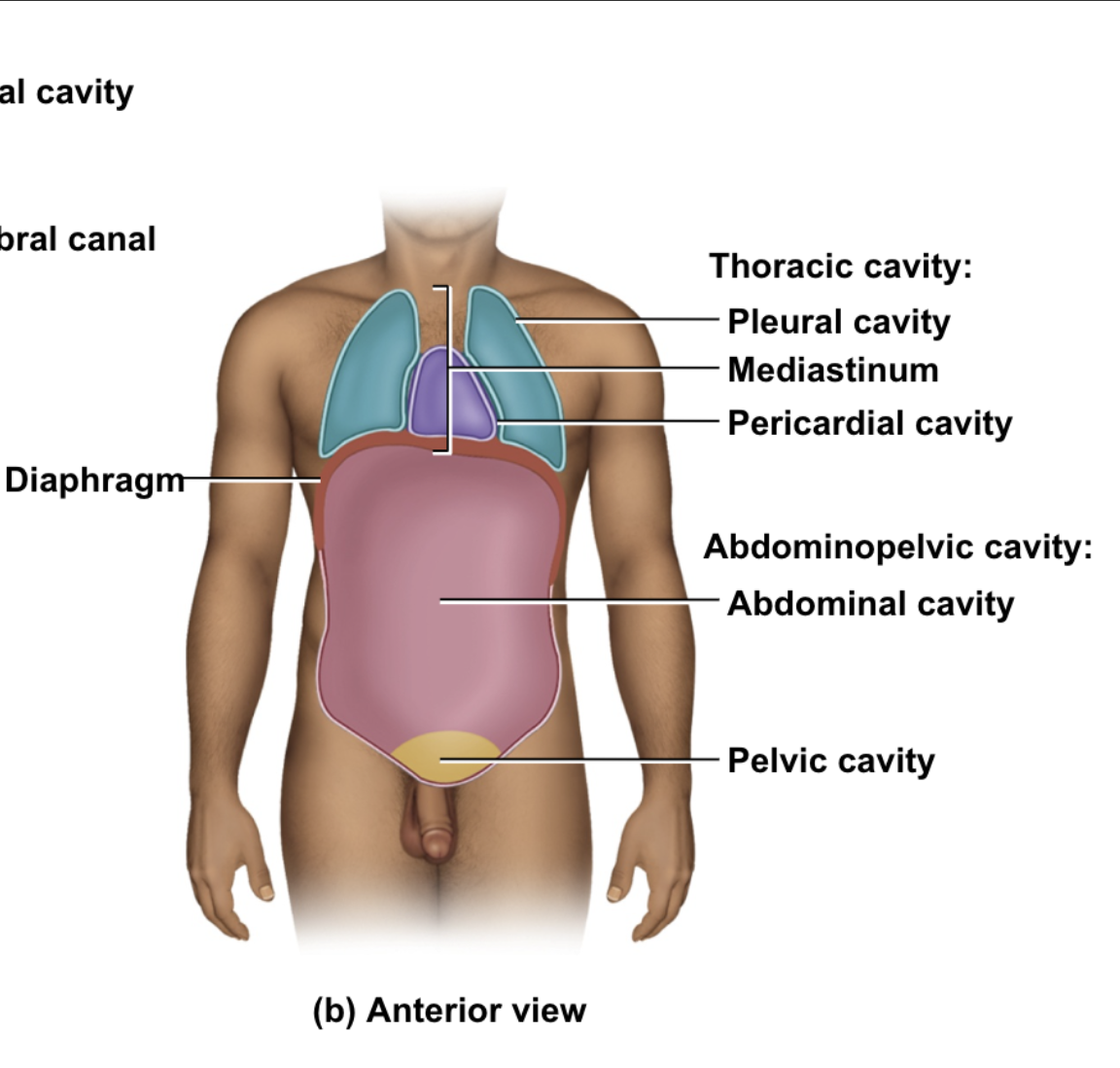 <p>diaphragm, pelvic, abdominopelvic, abdominal, thoracic cavity: pericardial, mediastintum, pleural</p>