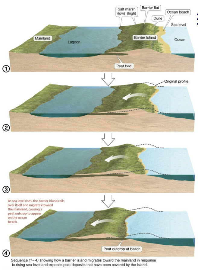 <p>migrate landward over time due to rising sea levels, older peat levels found on ocean beach</p>