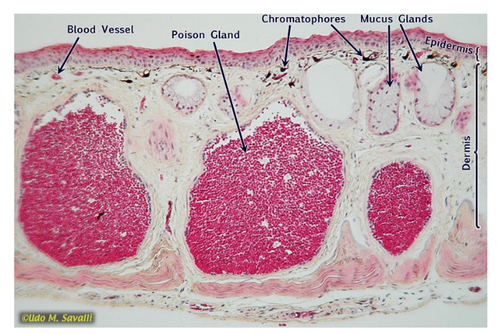 <p>Be able to identify the following: blood vessel, poison gland, chromatophores, mucus glands, stratum corneum, epidermis, and dermis.</p>