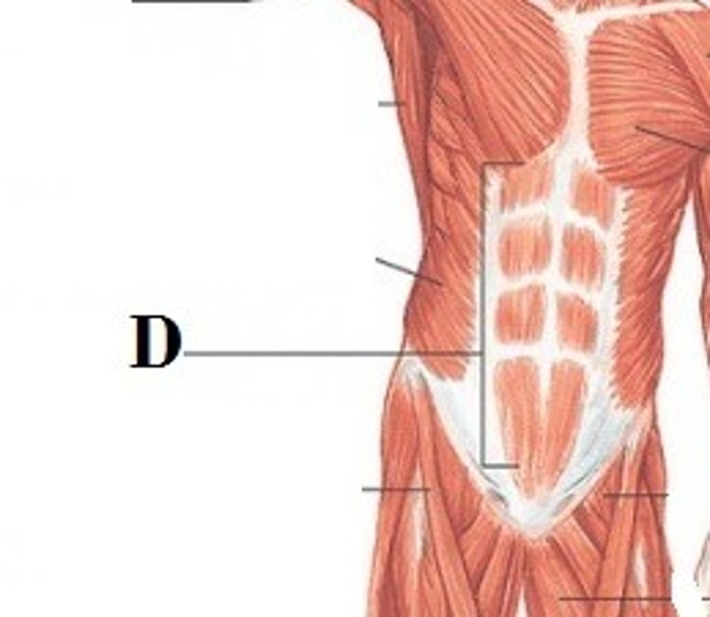 <p>DEFINITION</p><p>muscle, also known as the "abdominals" or "abs", is a paired muscle running vertically on each side of the anterior wall of the human abdomen,</p>