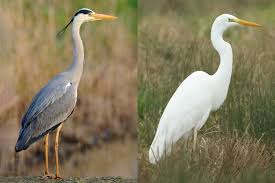 <p>Herons/egrets</p>