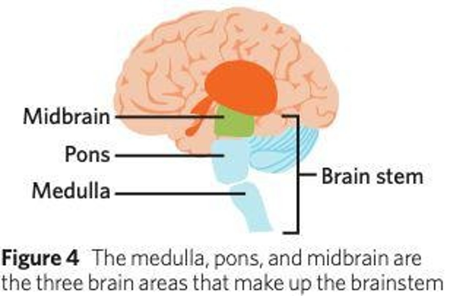 <p>The spinal cord and brain</p>