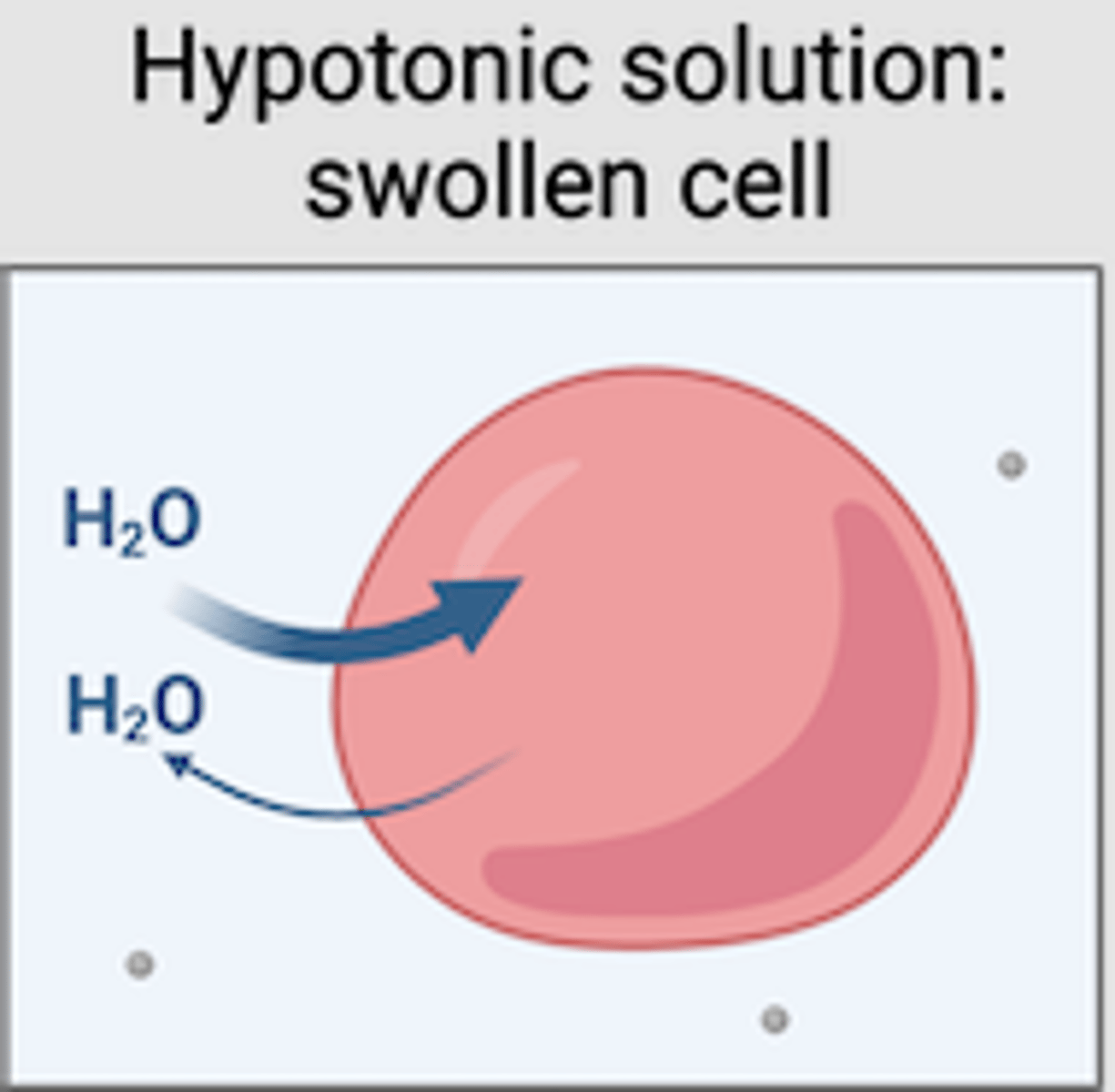 <p>the cell gains water leading to it bursting (lysis)</p>