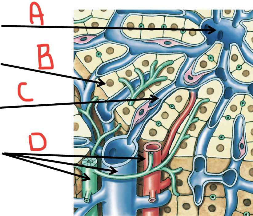 <p>C</p>