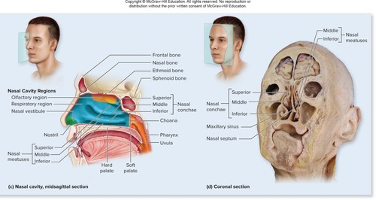 <p>Three paired bony projections that increase mucosal area and enhance air turbulence.</p>