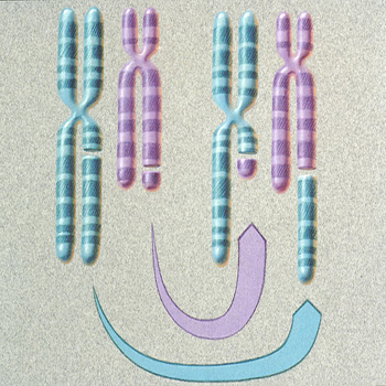 <p>What is translocation (chromosomal mutations)?</p>