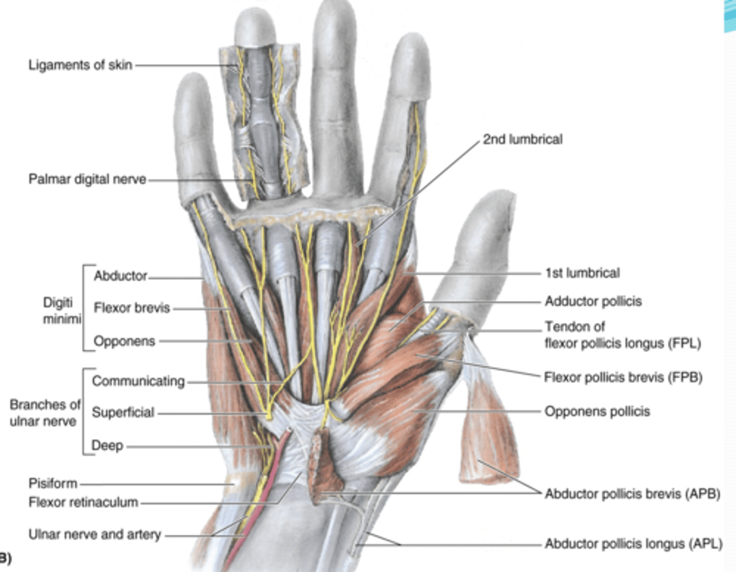 <p>-Abducts 1st digit (thumb), helps opposition</p><p>-Median n. (C5 - T1)</p><p>-Forms anterolateral part of thenar eminence</p>