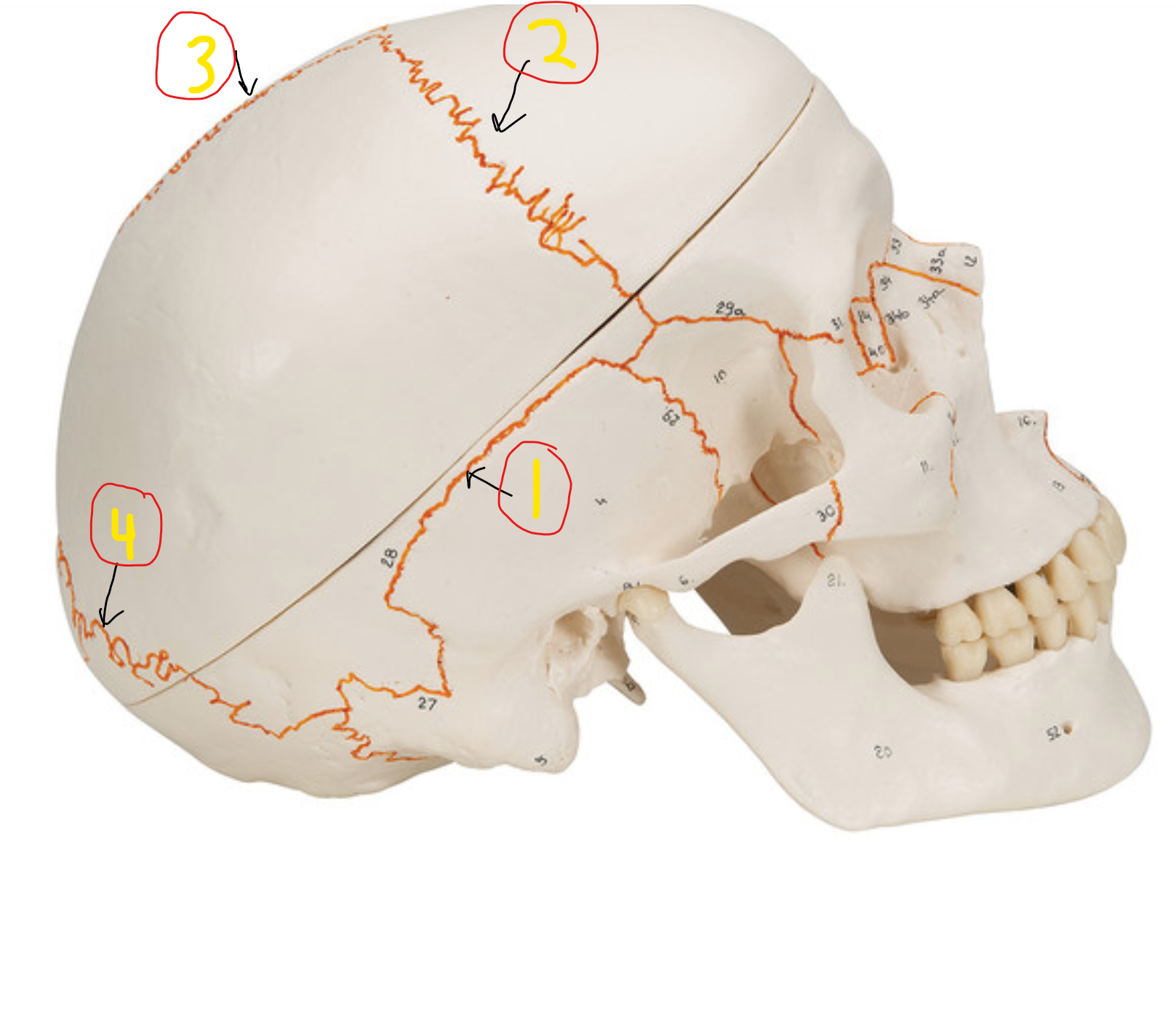 <p>what suture is #2</p>