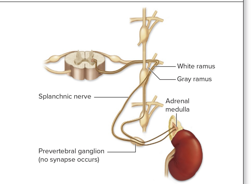 <ul><li><p>Innervates cells in medulla, only one neuron</p></li><li><p>For central region of adrenal gland (its medulla)</p></li><li><p>Preganglionic sympathetic axons extend through sympathetic trunk and pre vertebral ganglia without synapsing in either</p></li><li><p>Preganglionic cells stimulate adrenal medulla cells to release <strong>epinephrine</strong> and <strong>norepinephrine</strong> into the blood</p></li></ul><p></p>