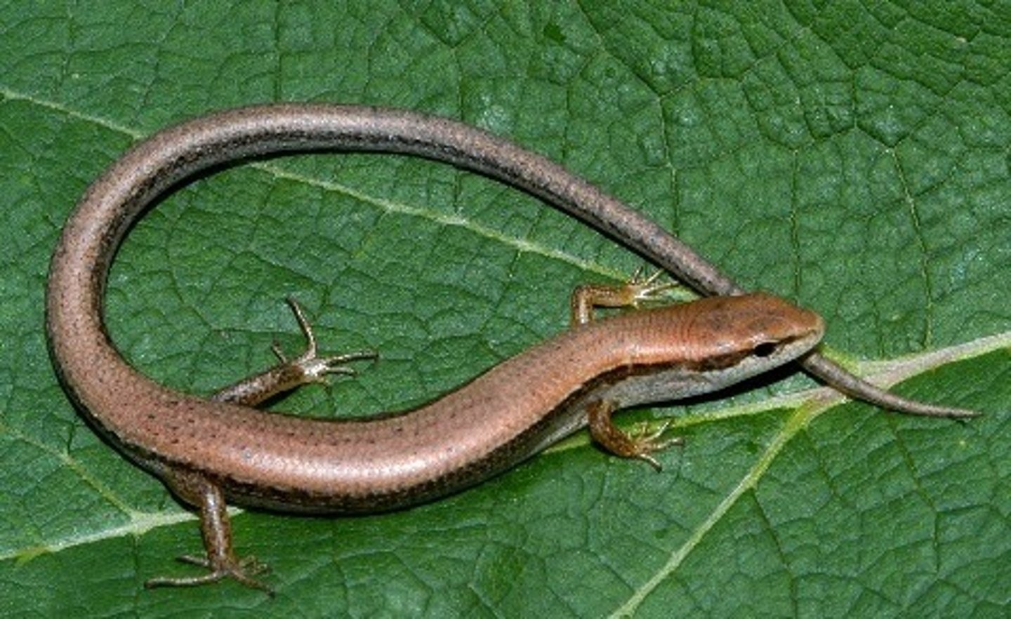 <p>Scincella lateralis</p><p>Order: Squamata</p><p>Suborder: Lacertilia</p><p>Family: Scincidae</p>