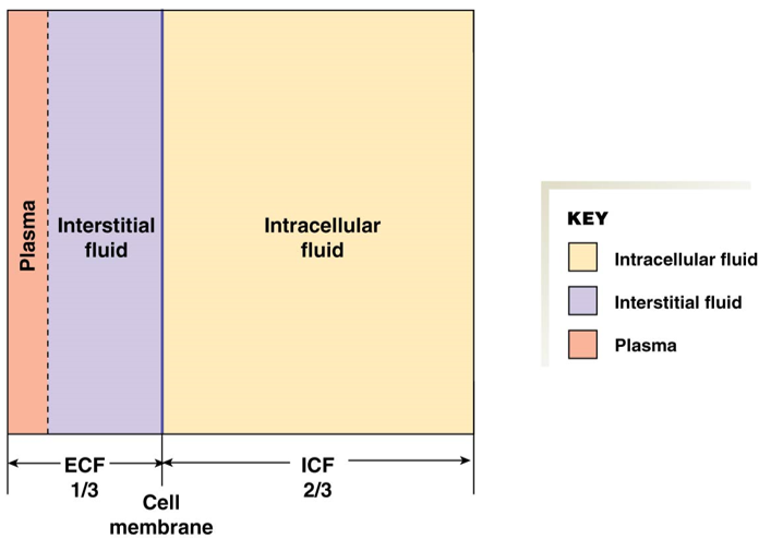 **Intracellular Fluid (ICF)** = 2/3 of fluid volume

\
**Extracellular Fluid (ECF)** = 1/3 of fluid volume

* **Plasma** = blood, 75% of ECF
* **Interstitial fluid** = between cells, 25% of ECF 

\
barrier between ICF and ECF: cell membrane

barrier between plasma and interstitial: “leaky” epithelium