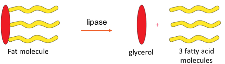 <p>fat molecule breaks down by lipase into glycerol and 3 fatty acid molecules.</p>