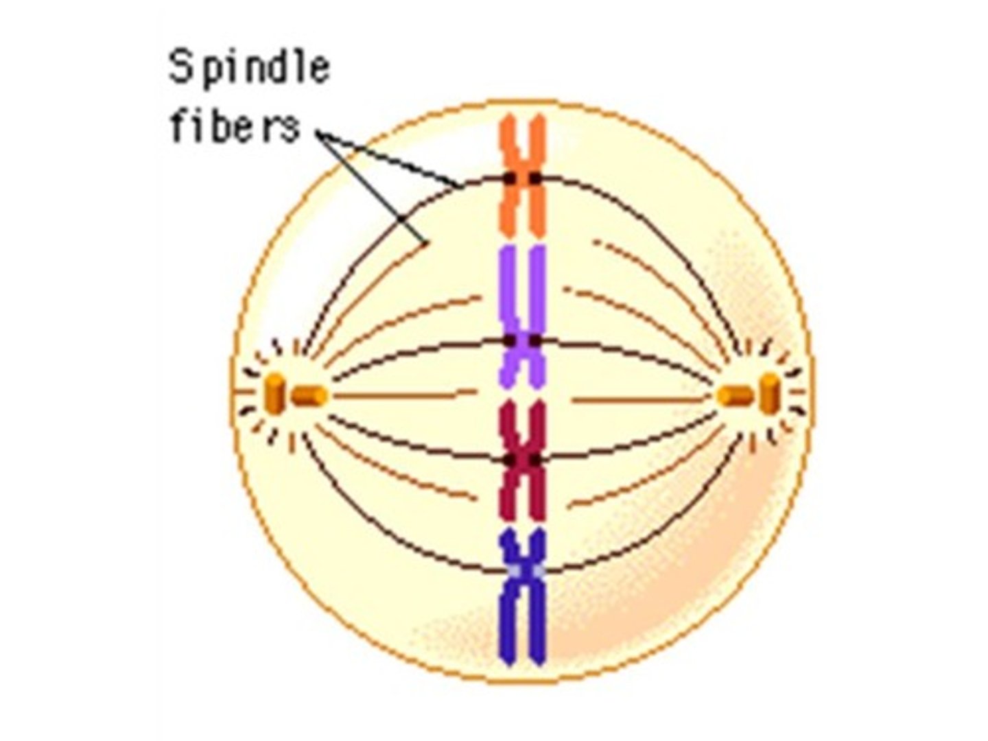 <p>phase of mitosis where chromosomes line up along the MIDLINE of the cell</p>