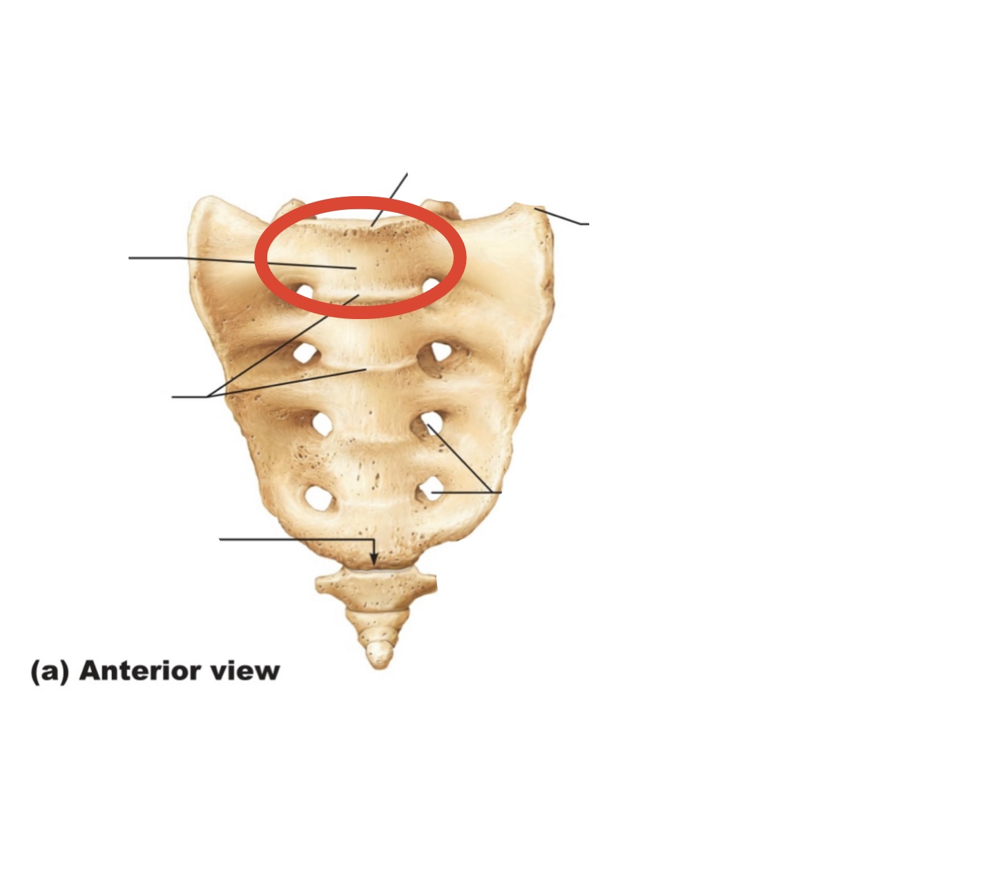 <p>The sacrum has<strong> 5 vertebrae</strong> that are fused together</p>