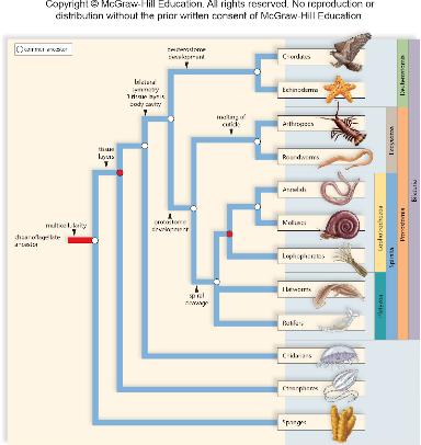 <p><span>This is a question with multiple correct answers</span></p><p><span>Look at the phylogenetic&nbsp;tree above. Which of the following organisms are in the Bilateria?</span></p><p><span>&nbsp;</span></p><p><span>A. snails</span></p><p><span>B. earthworms</span></p><p><span>C. sea stars</span></p><p><span>D. butterflies</span></p><p><span>E. sponges</span></p><p><span>F. cnidarians</span></p><p><span>G. corals</span></p><p><span>H. hydra</span></p>