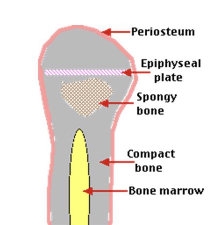 <p>Bone structure PSMBE</p>