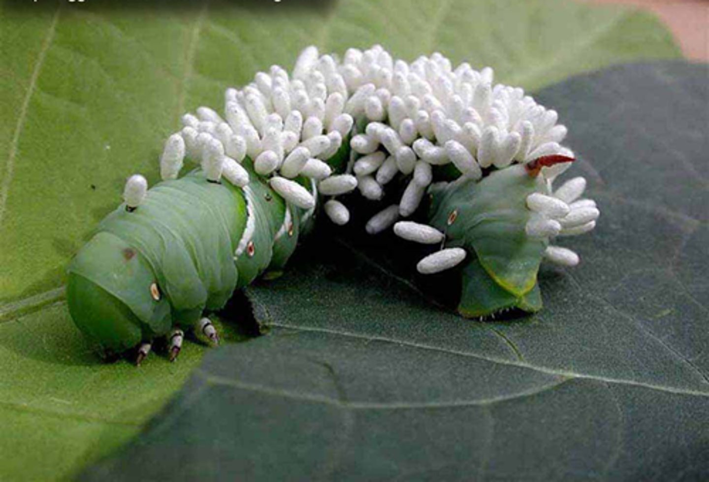 <p>parasitoid</p>