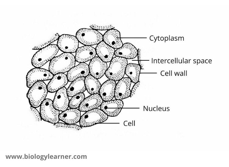 <ol><li><p>Fills spaces in stems and roots</p></li><li><p>Supports non-woody plants when turgid </p></li><li><p>Stores food </p></li></ol><p></p>