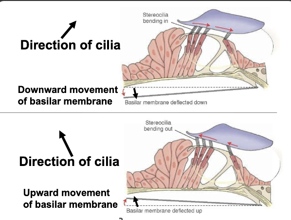 <ul><li><p>stereocillia: hair cells within the inner ear</p><ul><li><p>these cillia move right and left</p><ul><li><p>L direction of cilia: upward movement of basilar membrane</p></li><li><p>R direcetion of cilia: upward movement of basilar membrane</p></li></ul></li></ul></li><li><p>Hair cells modulate release of NT’s: change in AP frequency above spontaneous frequency</p></li><li><p>moving these hair cells causes more APs and releases more NTs</p><ul><li><p>More NTs = more APs</p></li></ul></li></ul><p></p>