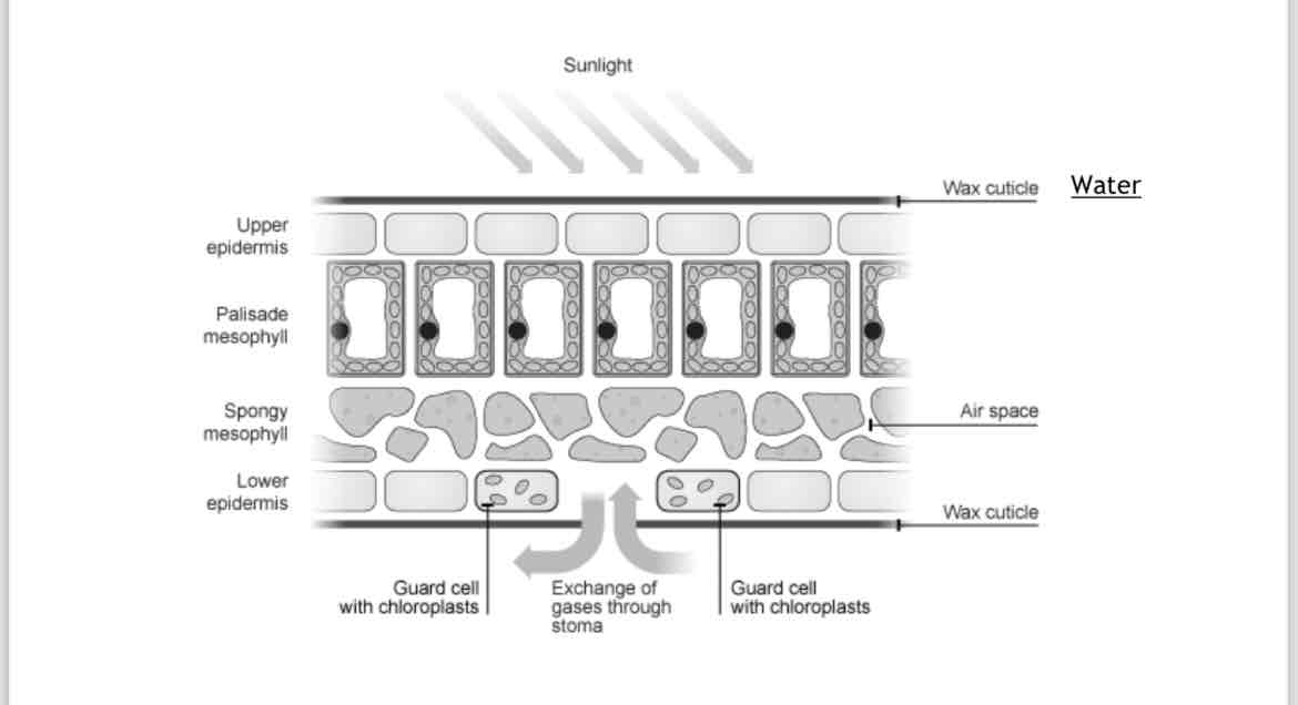 <p>What are the layers in the leaf structure?</p>