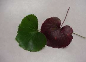 term image