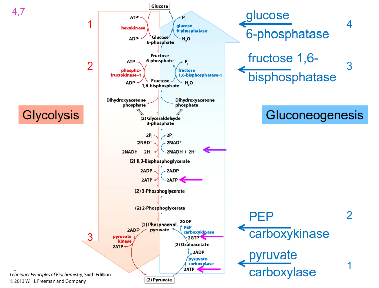 <p>Gluconeogenesis and Enzymes</p>