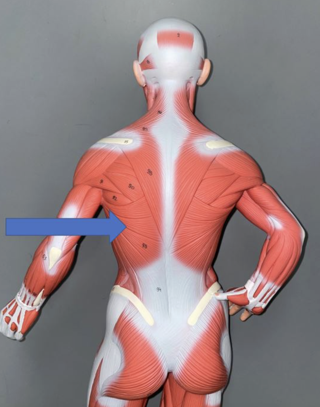 <p>muscle name & action</p>