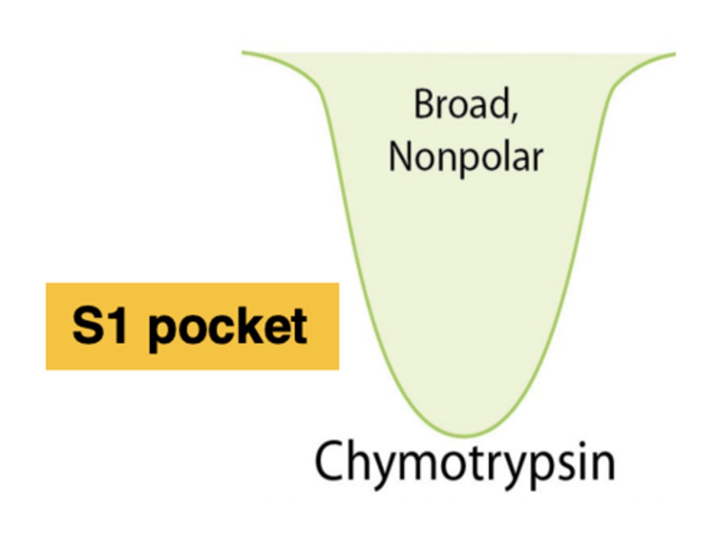 <p>-Relatively deep/broad<br>-Hydrophobic (nonpolar)</p>