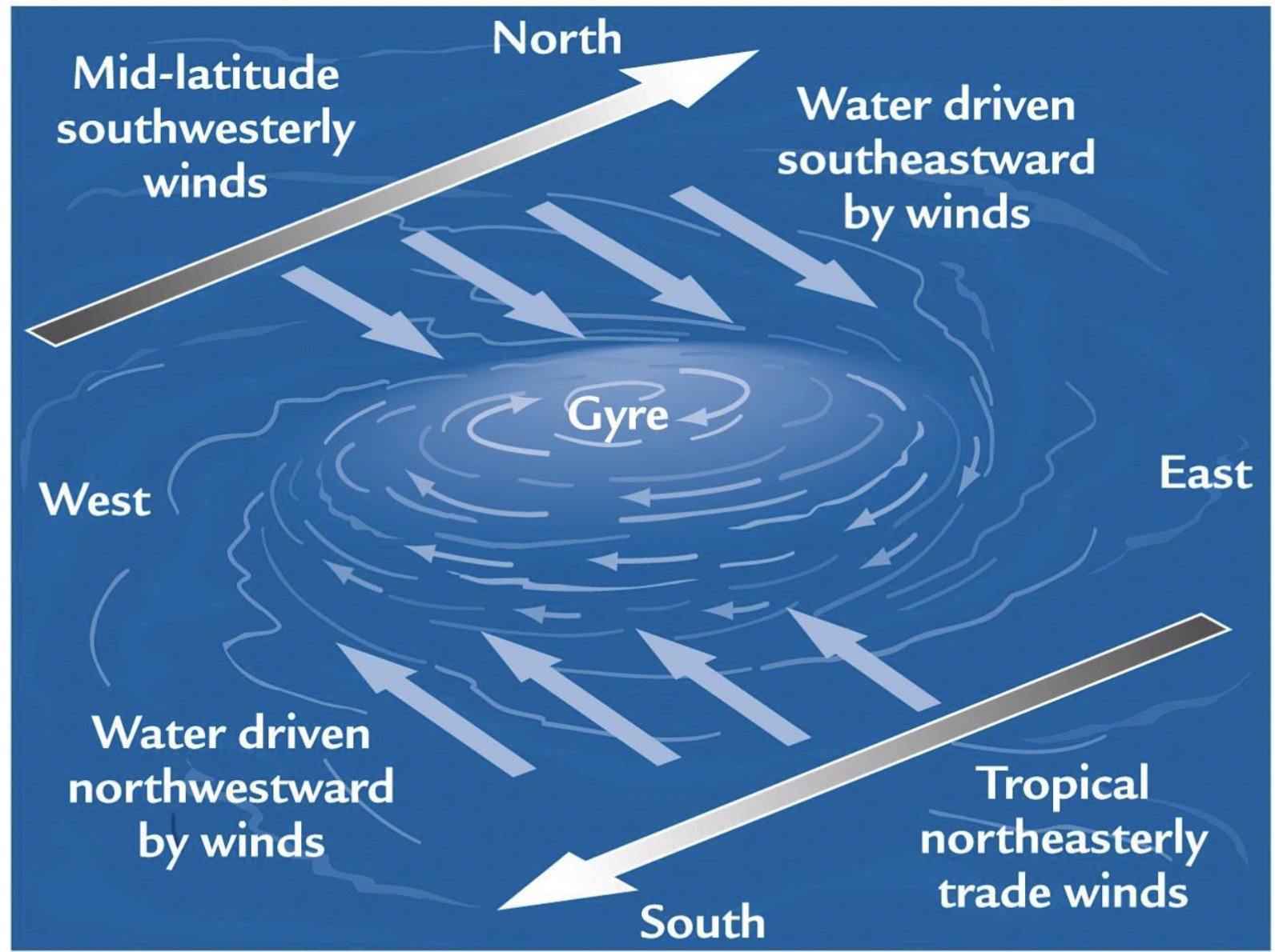 <p>Currents flow <strong><u>to the right of wind direction</u></strong> (major wind belts)</p>