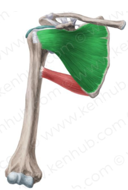 <p>oorsprong: fossa subscapularis</p><p>aanhechting: tuberculum minus</p><p>functie: endorotatie</p><p>glenohumeraal</p>