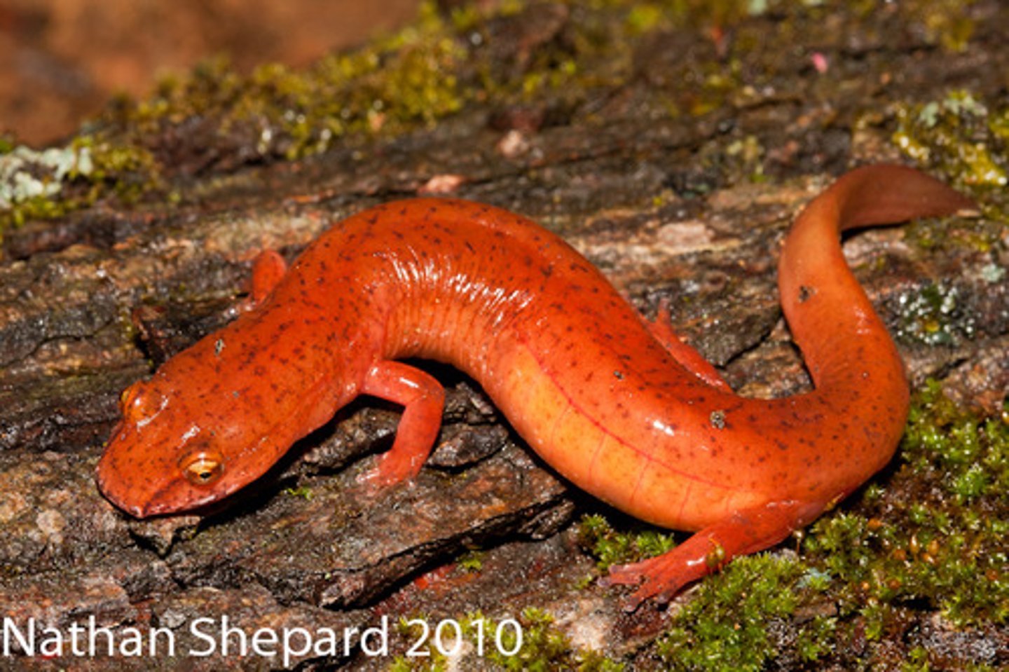 <p>Gyrinophilus porphyriticus</p>