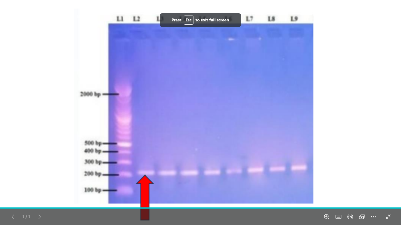 <p>what is this dna (visualization)</p>