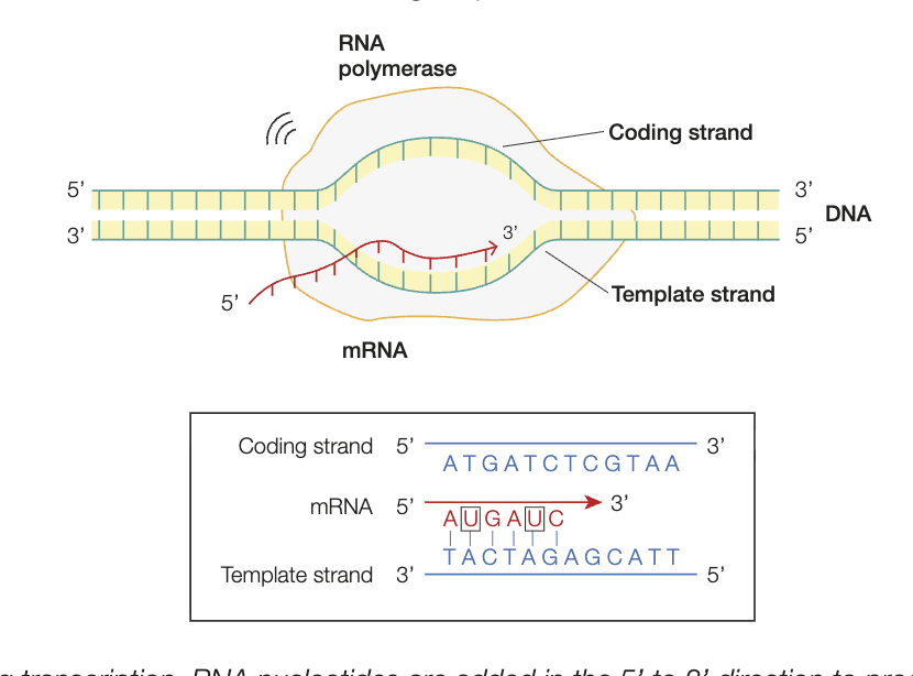 <ul><li><p>occurs in nucleus of eukaryote</p></li><li><p>mRNA molecule is syntehsised from gene on DNA <br><br>1. initiation - RNA polymerase, once in contact with an activator protein, binds to the promoter region of DNA strand and begins to unwind it <br>2. elongation - RNA polymerase moved 5’ to 3’ direction (3’ to 5’ on the template strand), makes RNA transcript by adding nucleotides to growing RNA strand <br>3. termination - once RNA polymerase reaches termination site, transcript (mRNA) seperates from template, 2 DNA strands reform double helix</p></li></ul><p></p>