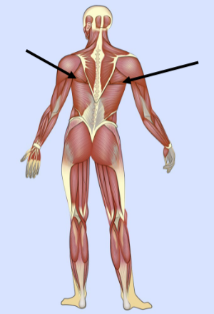 <p>What major muscle is this?</p>