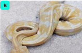 <p>what is the BCS of this snake?&nbsp;</p>