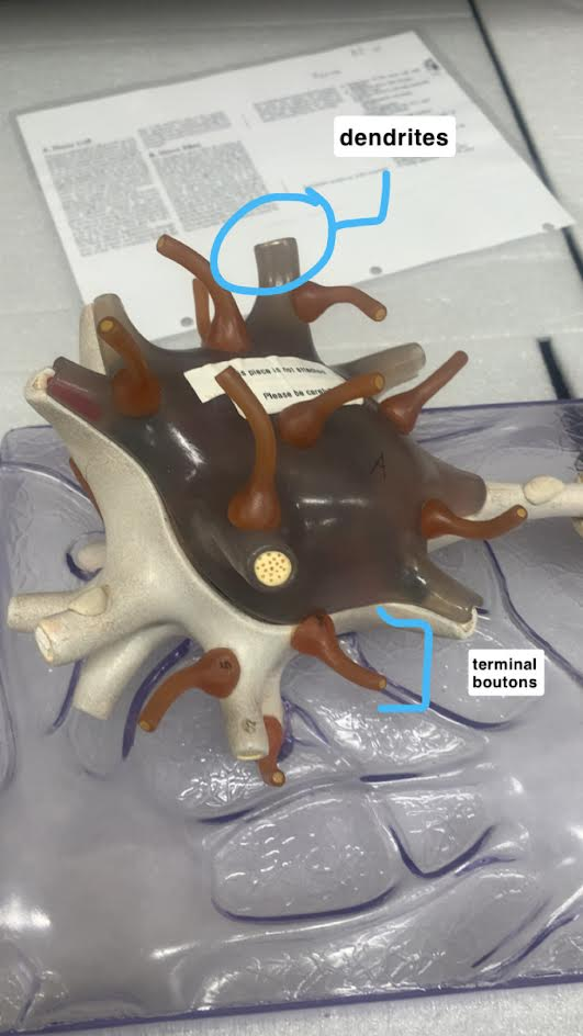 <p>Dendrites</p>