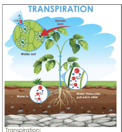 <p>Evapotranspiration</p>