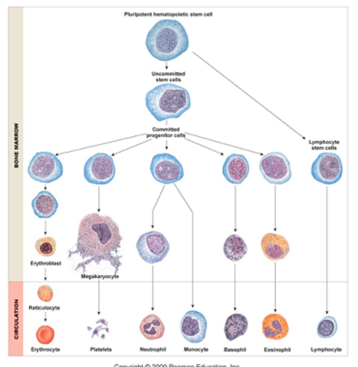 <p>Stem cells located in red bone marrow; they give rise to all the different types of blood cells</p>