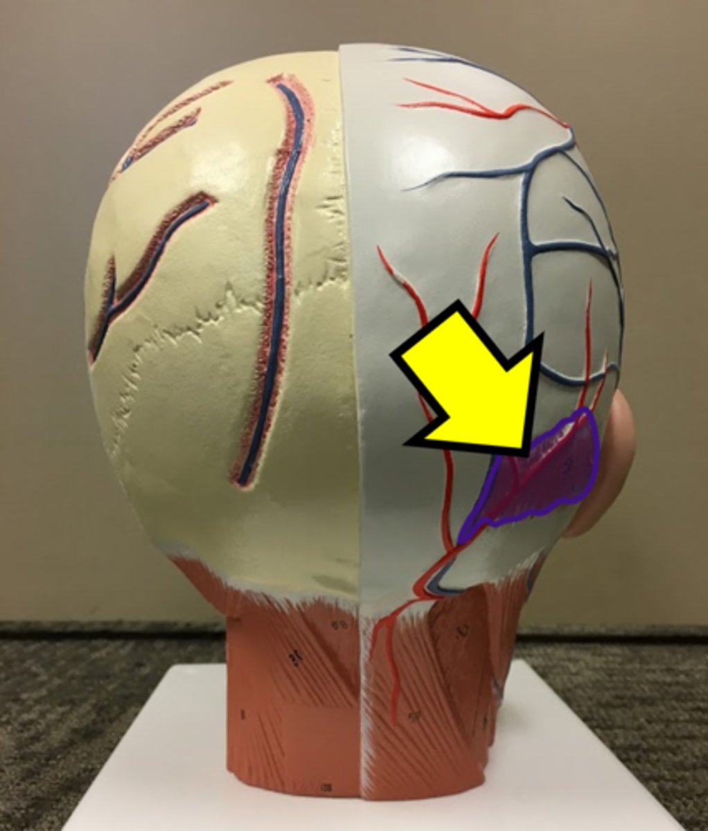 <p>Name the just this part of the muscle.</p>